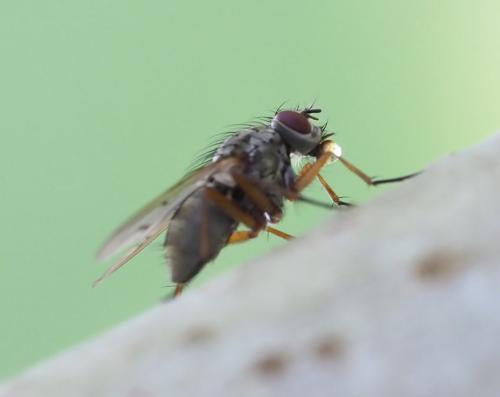 Réf. 261 988 : Helina sexmaculata